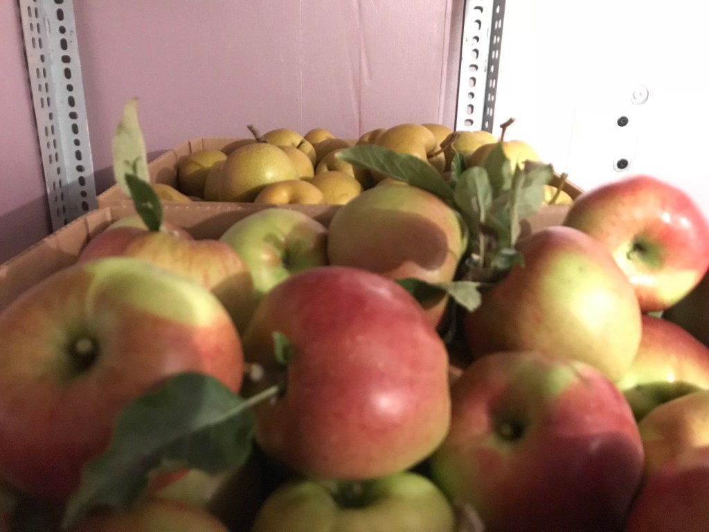 Apples and Asian pears gleaned from Lopez Island orchards